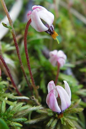 Vaccinium oxycoccos \ Gew�hnliche Moosbeere / Common Cranberry, D Schwarzwald/Black-Forest, Kaltenbronn 18.6.2013