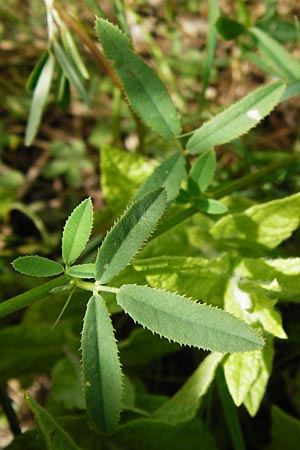 Melilotus dentatus \ Salz-Steinklee, Gez�hnter Honigklee, D Oppenheim 9.8.2014