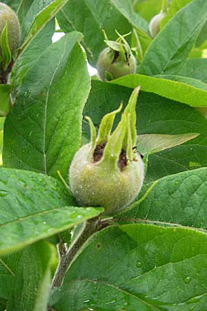 Mespilus germanica \ Echte Mispel / Medlar, D Weinheim an der Bergstraße, Botan. Gar.  Hermannshof 9.6.2009