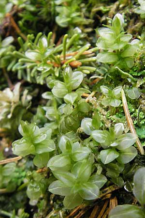 Plagiomnium ellipticum ? \ Ellipsenblttriges Sternmoos / Marsh Thyme Moss, D Kempten 22.5.2009