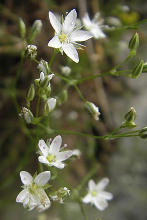 Minuartia setacea \ Borsten-Miere, D Kipfenberg 7.6.2012