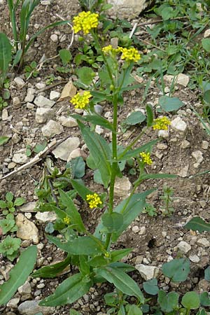 Neslia paniculata \ Finkensame / Ball Mustard, D Friedewald 31.5.2014
