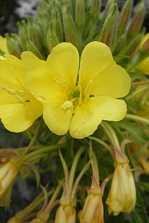 Oenothera fallax \ Tuschende Nachtkerze, D Schwetzingen 8.7.2011