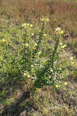 Oenothera fallax \ Tuschende Nachtkerze, D Mannheim 12.7.2011