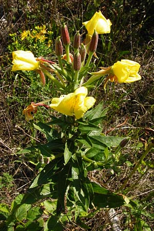 Oenothera fallax \ Tuschende Nachtkerze, D Graben-Neudorf 19.7.2014