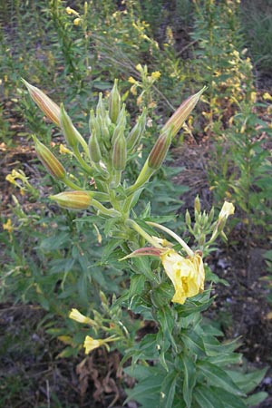 Oenothera fallax \ Tuschende Nachtkerze, D Mannheim 11.7.2011