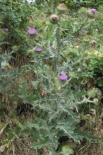 Onopordum acanthium / Cotton Thistle, D Neuleiningen 1.7.2006