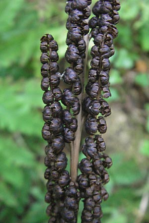 Onoclea sensibilis \ Perl-Farn / Sensible Fern, D Nussloch 7.9.2009