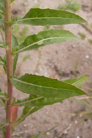 Oenothera oakesiana \ Ksten-Nachtkerze, Sand-Nachtkerze, D Mannheim 24.6.2013