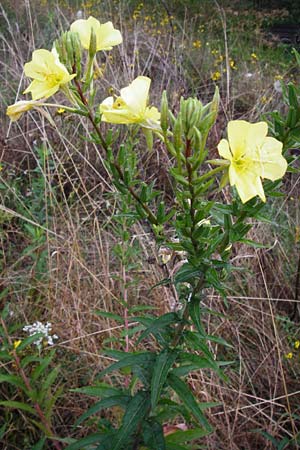 Oenothera rubrostriata \ Rotstreifige Nachtkerze / Red-Striped Evening Primrose, D Weinheim an der Bergstraße 21.7.2014