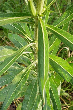 Oenothera spec2 ? \ Nachtkerze, D Hanau 26.7.2014