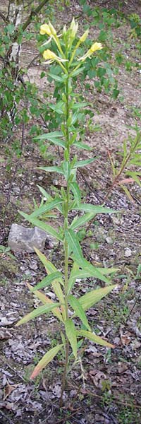 Oenothera spec2 ? \ Nachtkerze, D Hanau 26.7.2014