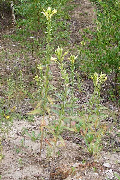 Oenothera spec2 ? \ Nachtkerze, D Hanau 26.7.2014