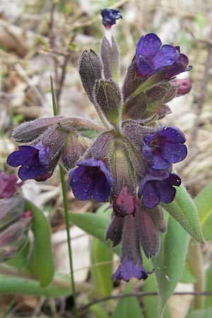 Pulmonaria collina \ H�gel-Lungenkraut / Hill Lungwort, D Rottenburg 31.3.2012