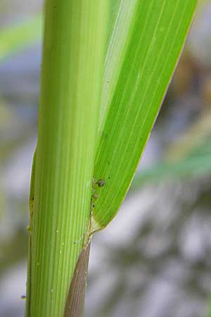 Panicum dichotomiflorum \ Gabelstige Rispen-Hirse / Fall Panicgrass, D Schutterwald 28.7.2012