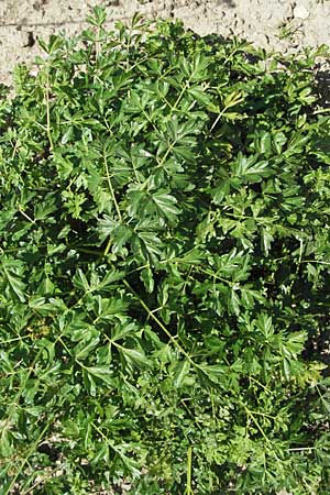 Peucedanum alsaticum \ Els�sser Haarstrang / Alsatian Parsley, D Botan. Gar.  Universit.  Mainz 4.8.2007