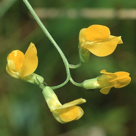 Lathyrus pratensis \ Wiesen-Platterbse, D Kempten 8.8.1990
