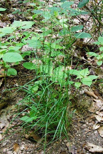 Poa nemoralis \ Hain-Rispengras, D Weinheim an der Bergstraße 1.6.2014
