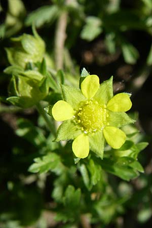 Potentilla supina \ Niedriges Fingerkraut / Carpet Cinquefoil, D Lampertheim 18.6.2008