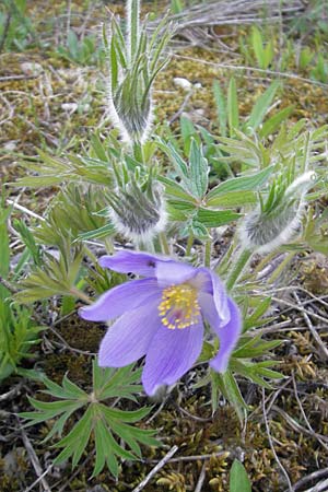 Pulsatilla patens \ Finger-Kuhschelle, Stern-Kuhschelle, D Eching 5.5.2012