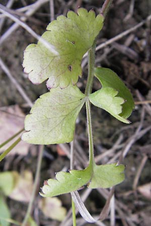 Pimpinella peregrina \ Fremde Bibernelle / Southern Burnet Saxifrage, D Frankfurt-Kalbach 14.7.2012