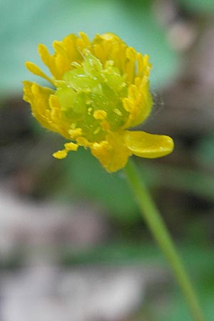 Ranunculus auricomus spec6 ? \ Gold-Hahnenfu / Goldilocks, D Schweinfurt 25.4.2009
