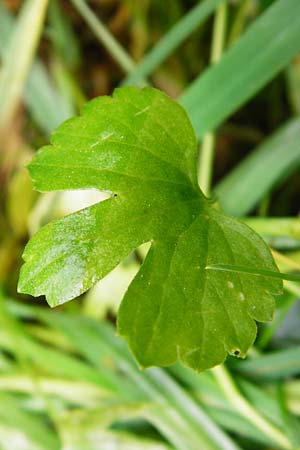 Ranunculus recticaulis \ Aufrechter Gold-Hahnenfu� / Upright Goldilocks, D Hassenbach 2.5.2014