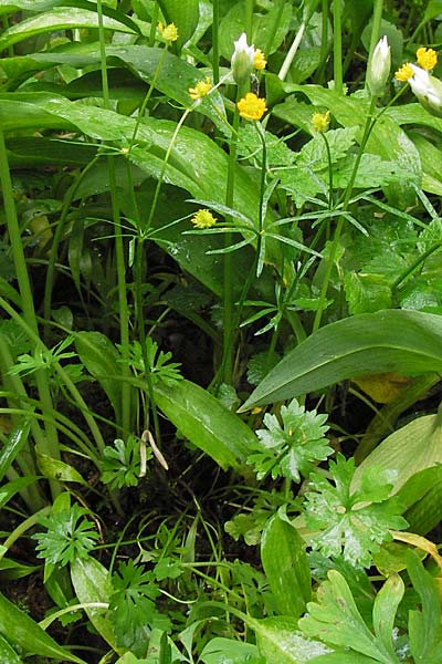 Ranunculus biclaterae \ Drei-Frauen-Goldhahnenfu&szlig; / Three Women Goldilocks, D R&ouml;thlein 5.5.2013