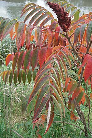 Rhus typhina, Stag's-Horn Sumach