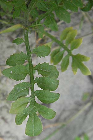 Rorippa sylvestris \ Wilde Sumpfkresse, D Mannheim 15.6.2006