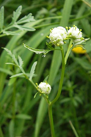 Rorippa sylvestris \ Wilde Sumpfkresse, D Lampertheim 16.5.2009