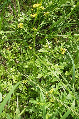 Rorippa x anceps \ Niederliegende Sumpfkresse, D Lampertheim 16.5.2009