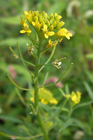 Erysimum cheiranthoides \ Acker-Sch�terich, Acker-Schotendotter, D Gro&szlig;-Gerau 4.7.2013