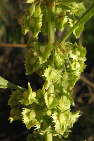 Rumex obtusifolius subsp. sylvestris, Hybrid Dock Rumex obtusifolius subsp. sylvestris, Hybrid Dock