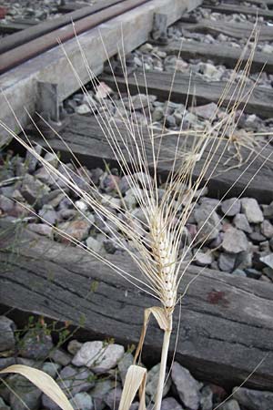 Hordeum vulgare \ Brau-Gerste, Mehrzeilige Gerste / Six-Rowed Barley, D Mannheim 3.7.2014