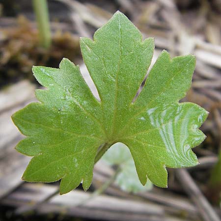 Ranunculus phragmiteti \ Rhricht-Gold-Hahnenfu / Cane-Brake Goldilocks, D Andechs 5.5.2012