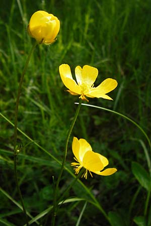Ranunculus polyanthemophyllus, Cutleaf Buttercup Ranunculus polyanthemophyllus, Cutleaf Buttercup