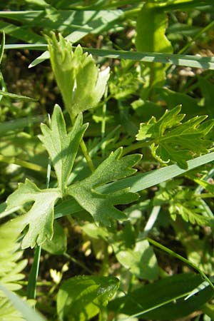 Ranunculus suevicus \ Schwbischer Gold-Hahnenfu / Suebian Goldilocks, D Kirchberg an der Jagst 16.4.2011