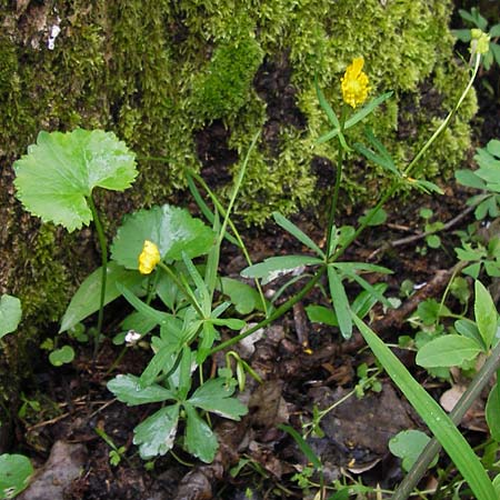Ranunculus stricticaulis s.l. \ Aufrechter Gold-Hahnenfu / Upright Goldilocks, D Gerolzhofen-Sulzheim 5.5.2013