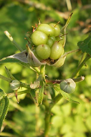 Rubus spec3 ? \ Haselblatt-Brombeere / Bramble, D Bruchsal 5.7.2013