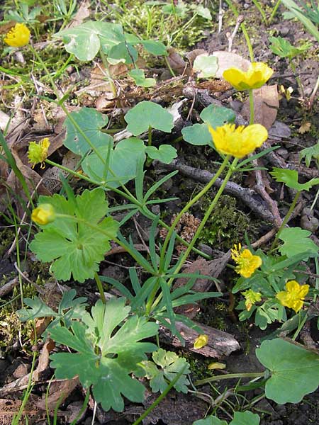 Ranunculus hevellus \ Rathenower Gold-Hahnenfu, D Thüringen Weimar, Neuer Friedhof 6.5.2013