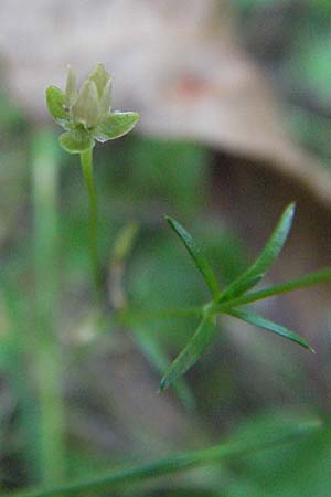 Sagina procumbens \ Niederliegendes Mastkraut / Procumbent Pearlwort, D Mörfelden-Walldorf 6.8.2007