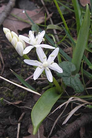 Scilla bifolia \ Zweiblttriger Blaustern / Alpine Squill, D Ludwigshafen 21.3.2013