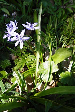 Scilla bifolia \ Zweiblttriger Blaustern / Alpine Squill, D Wassertrüdingen-Obermögersheim 29.3.2014