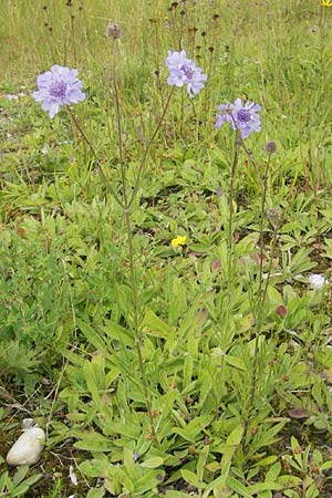 Scabiosa canescens \ Graue Skabiose, Duft-Skabiose / Fragrant Scabious, D Eching 30.7.2011