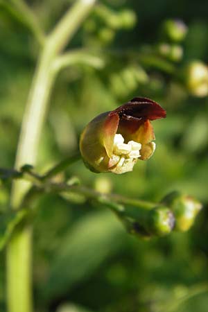 Scrophularia umbrosa \ Gefl�gelte Braunwurz, D Mannheim 10.9.2013