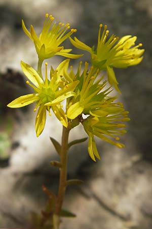 Sedum forsterianum, Rock Stonecrop, Welsh Stonecrop Sedum forsterianum, Rock Stonecrop, Welsh Stonecrop