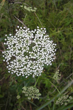Selinum carvifolia \ K�mmelbl�ttrige Silge / Cambridge Milk Parsley, D Pfalz, Speyer 22.7.2009