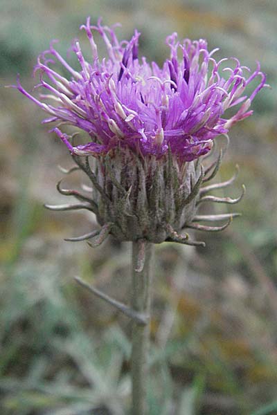 Jurinea cyanoides, Sand Jurinea