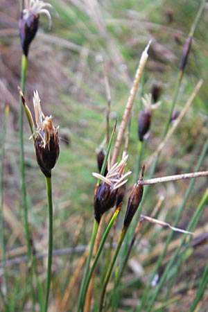 Schoenus nigricans \ Schw�rzliche Kopfbinse / Black Bog-Rush, D Memmingen 22.5.2009